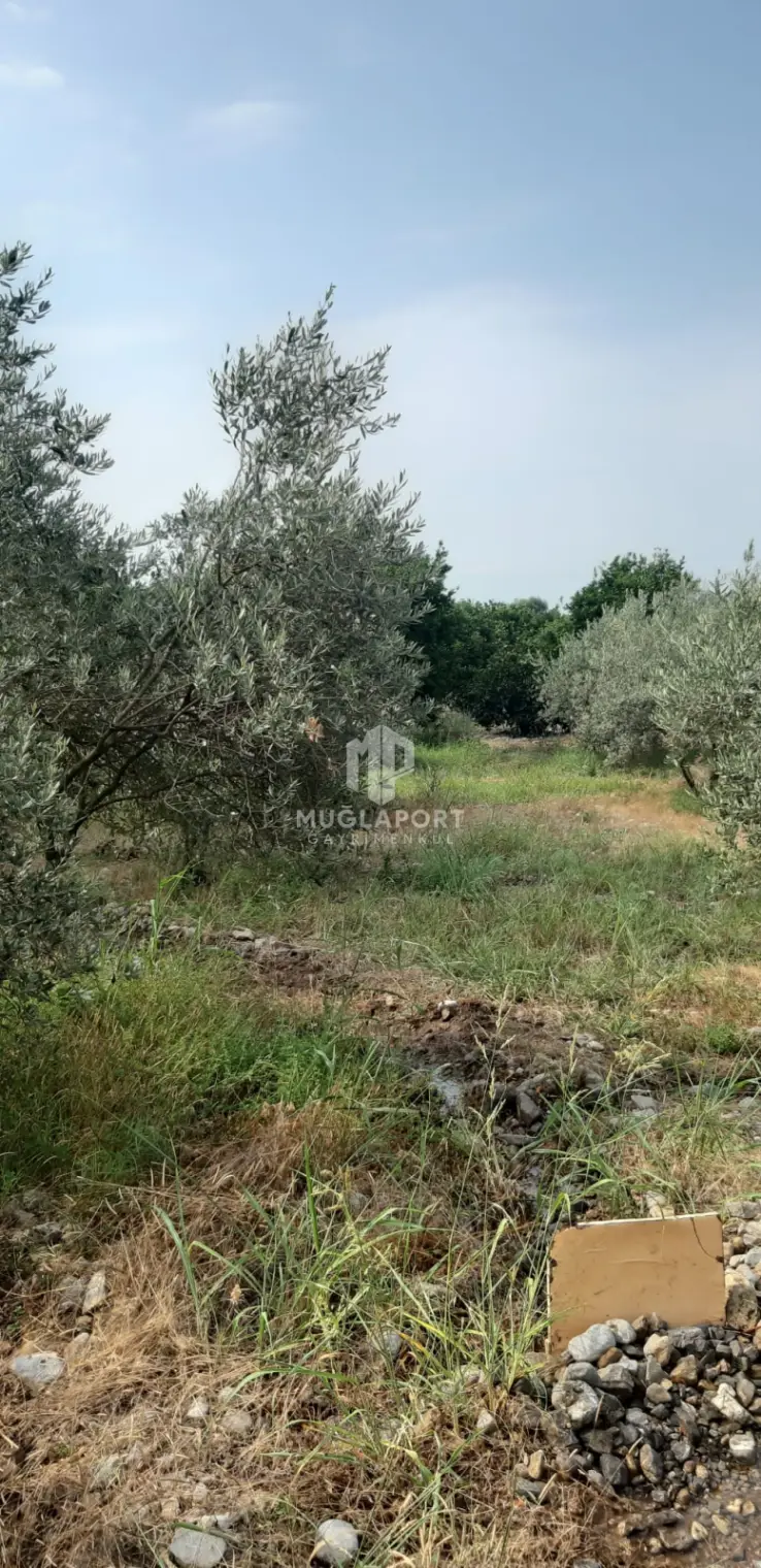 Köyceğiz Zeytin Alanı Satılık Tarla